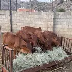 حسلان للبيع