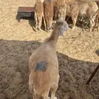 سواكني تربيه