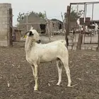 فحل بيشي اعفر