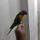 للبيع لوري رنبو اليف حمامه تم البيع