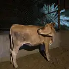 عجل وبقرة جرسي