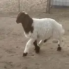 لبيع بهم