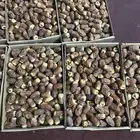 تمر صقعي للبيع