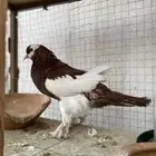 حمام نفاخ