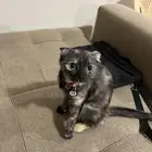 قطط للتبني