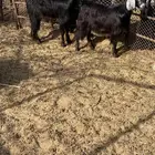 ذبائح جبره