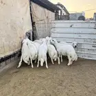 9 طليان للبيع