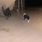 رخل داغوره