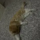 قط جميل للتبني