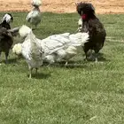 دجاج بالوش