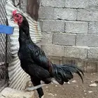 ديك باكستاني