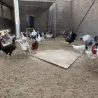 دجاج فيوم وبلدي