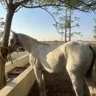 حصان