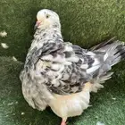 حمام فرش طبات