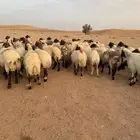 غنم مقاني