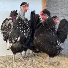 حباحب حباحب