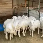 بهم حريات فاخرة