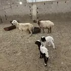 نعاج نعيم ولد معه خرفان