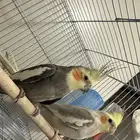 البيع