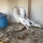 حمام قلابي قطيفي