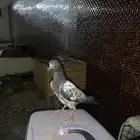 جوزين باكستاني تيدي فاخر