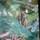 نخل الكبيرة 200 الصغيرة 150