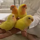جوز مع عيالهم 2 تم البيع