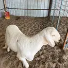 سواكني تربيه