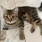 قطة انثى عمرها 5 شهور للتبني