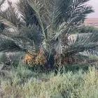 ثمر نخيل خلاص صقعي مجدول واخرى للبيع