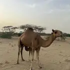 ناقه خلفه تم البيع