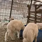 طليان