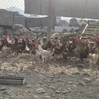 دجاج بلدي عمره فوق 6 شهور بياض