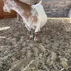 عنز قزمية مع بنتها