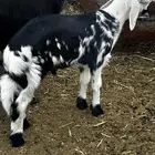 طلي