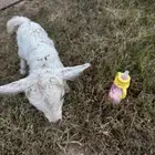 ماعز قزم أمريكي تشيكي