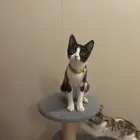 قطط للتبني