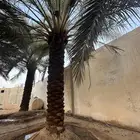 نخل مكرب للبيع