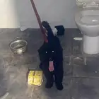 كلاب لي البيع علي سوم