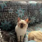 قط سيامي للتبني