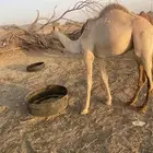 قعود بلدي