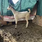 السلام عليكم