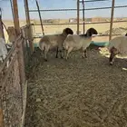 رخال للبيع