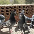 حمام بكستاني شينا(تم البيع )