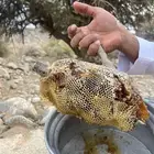 عسل سدر طبيعي (عسل برم) فوق كيلو