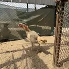 دجاج سندي بيور
