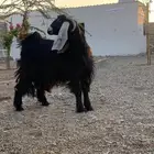 عند توها مقلعه رباع