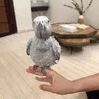 كاسكو مفقود بي حي الروابي الرياض