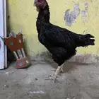 دجاج