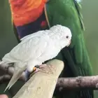 كويكر البينو اليف وهدد